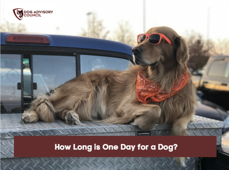 How Long is One Day for a Dog? (A Month And A Year) Dog Advisory Council