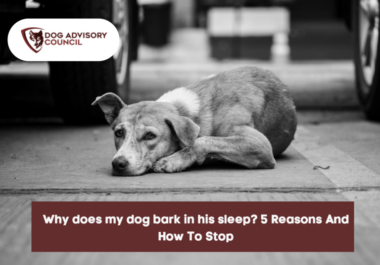 Why Does My Dog Bark In His Sleep? 5 Reasons And How To Stop Dog