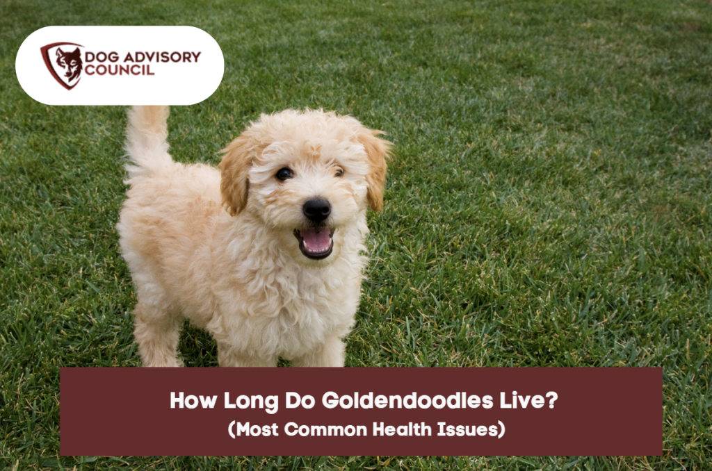 do goldendoodles have stomach problems