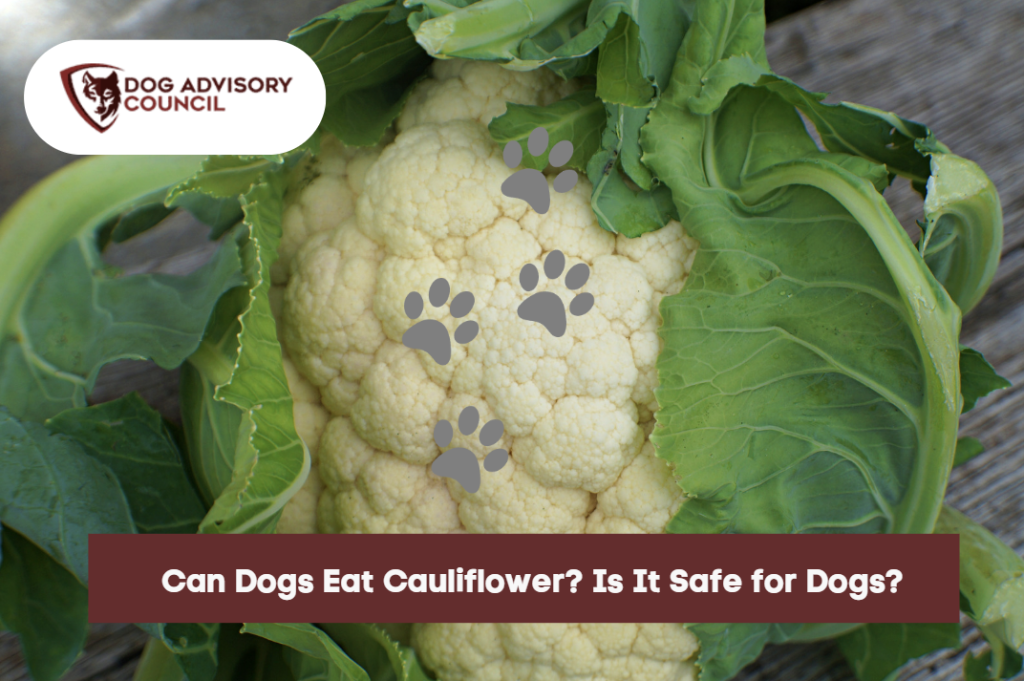 are cauliflower good for dogs