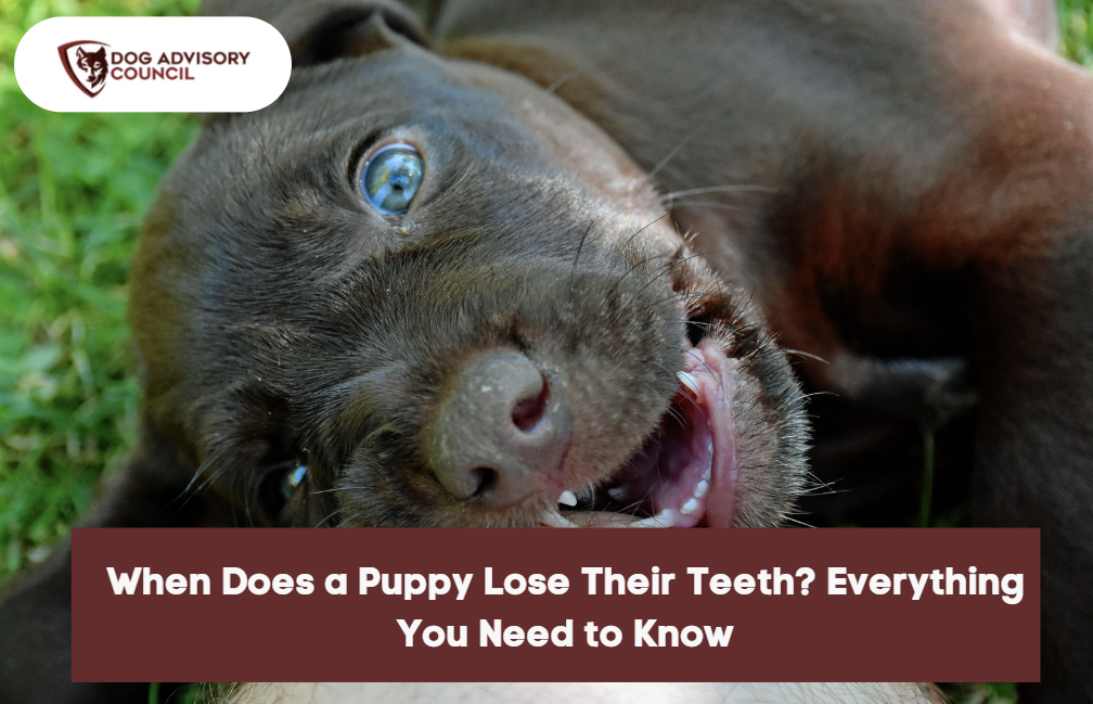 do dog baby teeth need to be removed