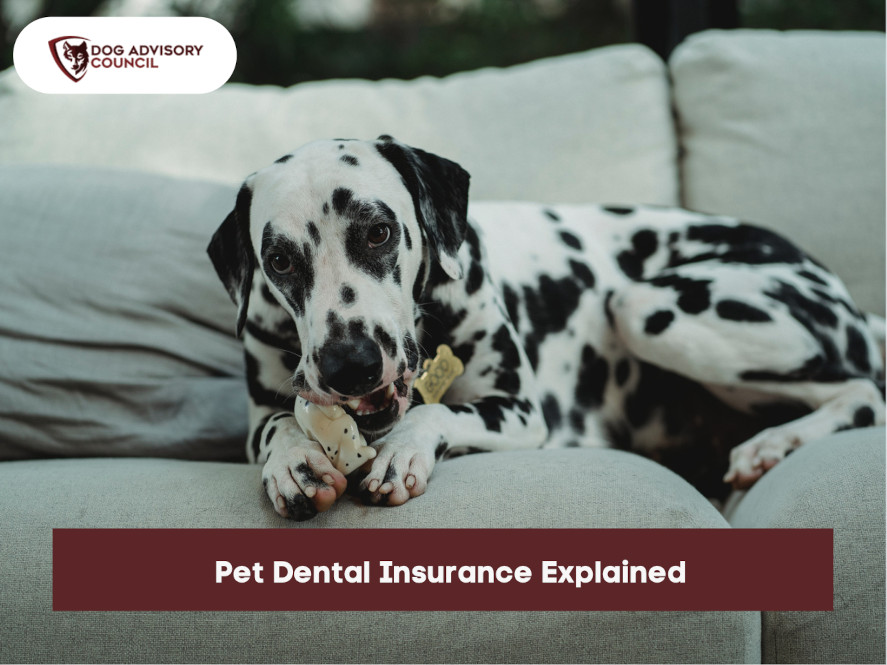 Dog Dental Insurance Plans