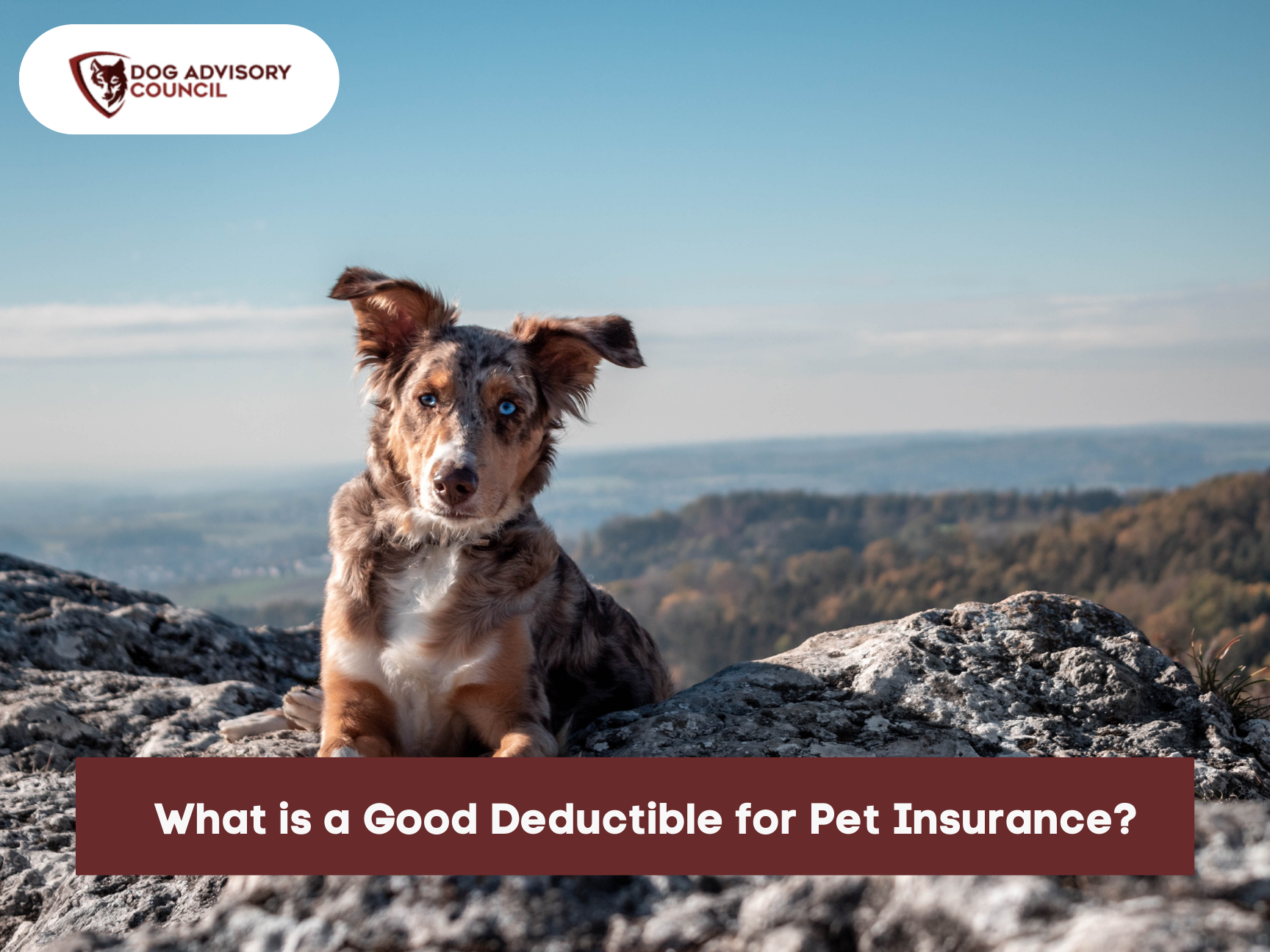 Pet-insurance-deductible