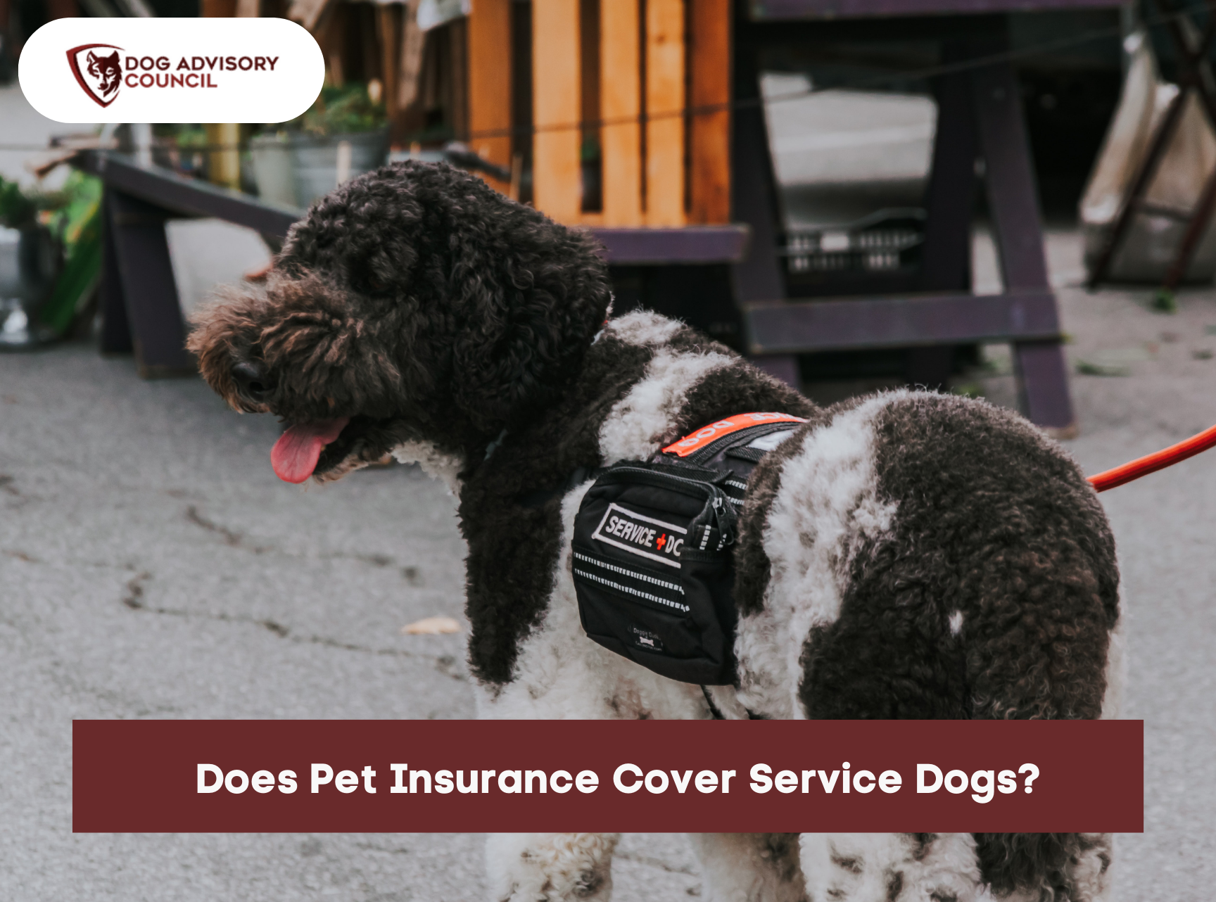 does-pet-insurance-cover-service-dogs