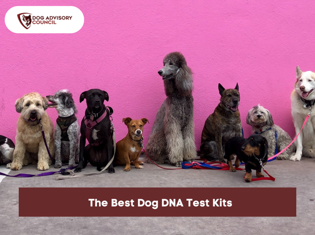Best Dog DNA Test Kits Dog Advisory Council