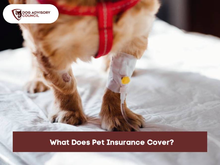 What Does Pet Health Insurance Cover