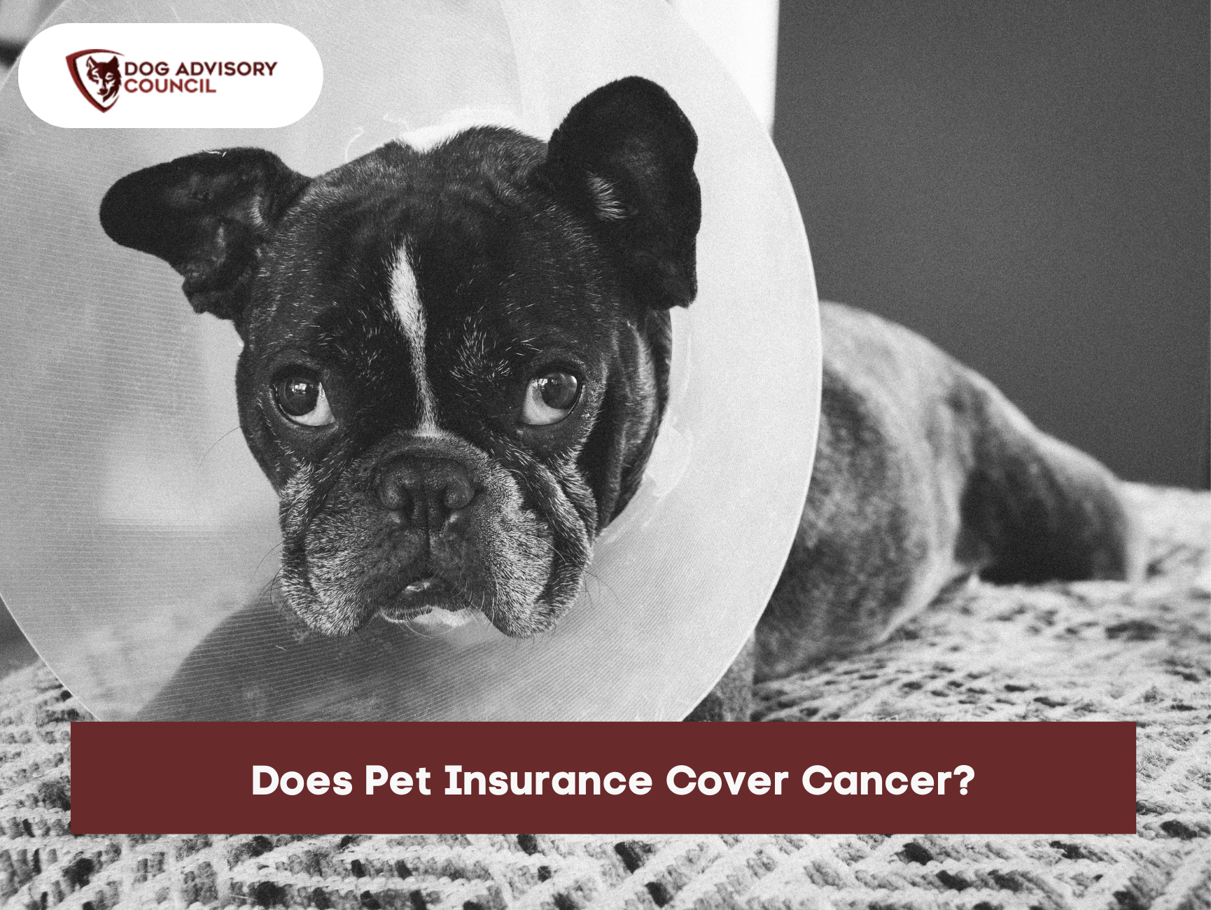Does-pet-insurance-cover-cancer