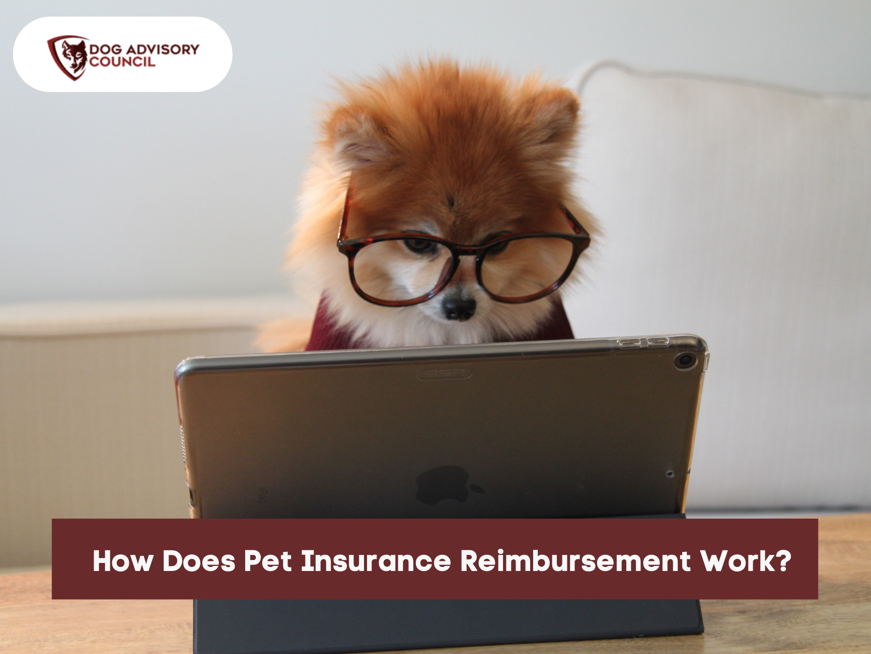 How Does Pet Insurance Reimbursement Work? DAC