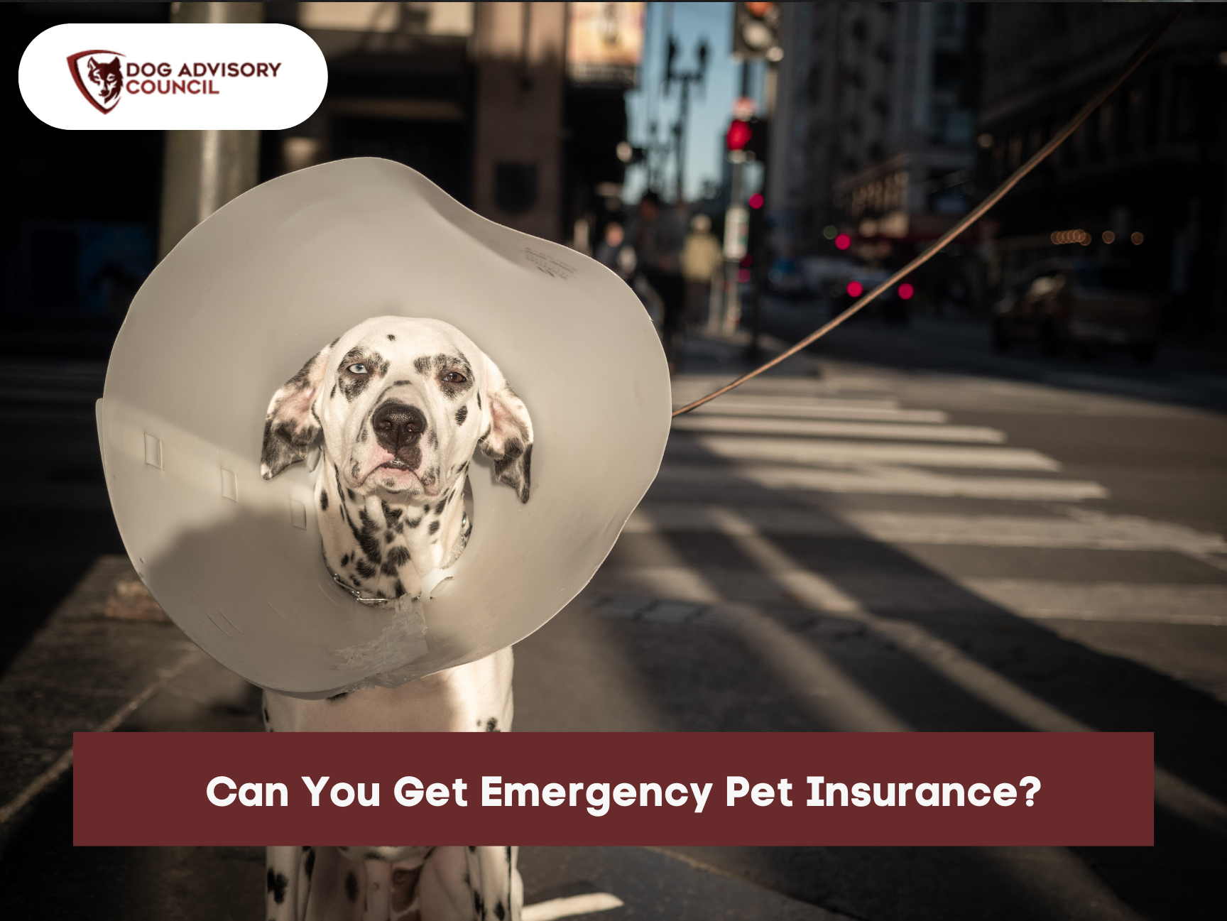 Can You Get Emergency Pet Insurance? Dog Advisory Council