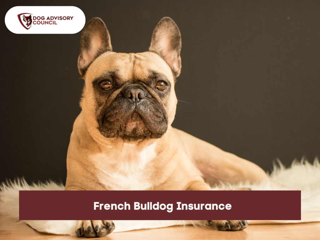 How Much Is Insurance For A French Bulldog