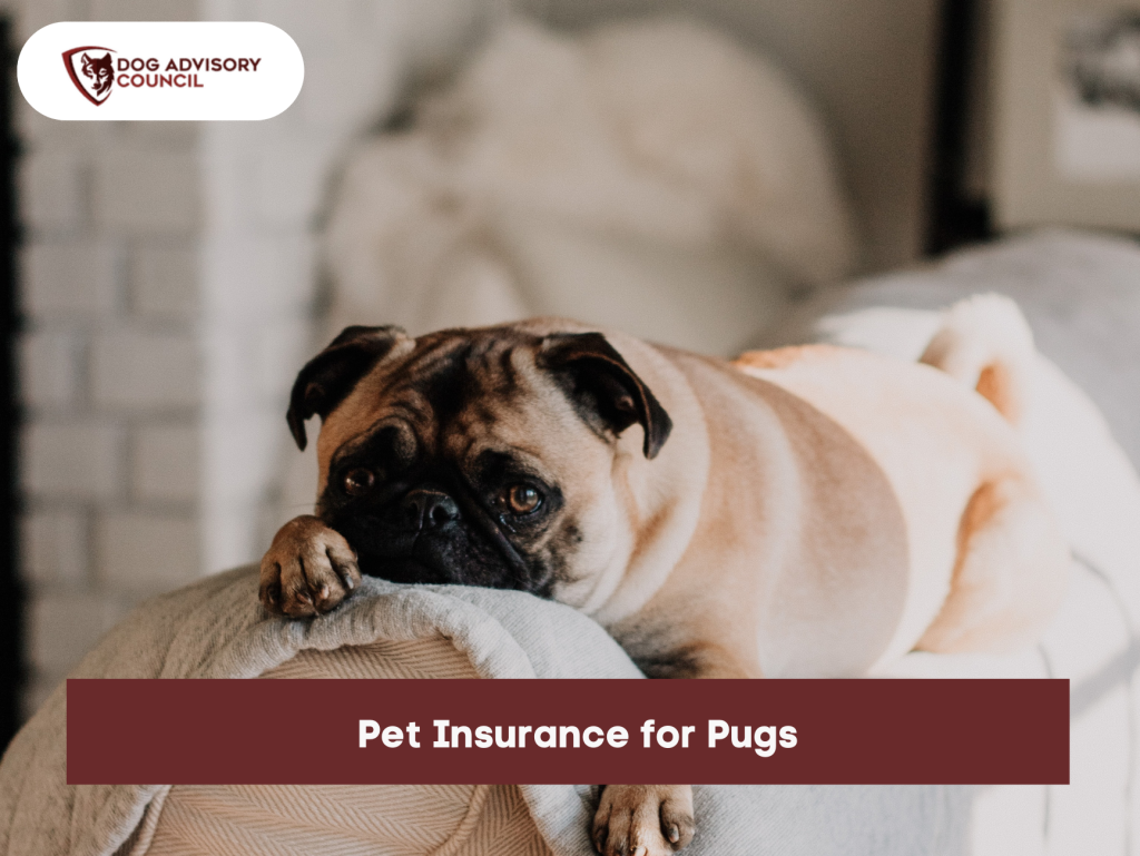 The Best Pet Insurance for Pugs Dog Advisory Council