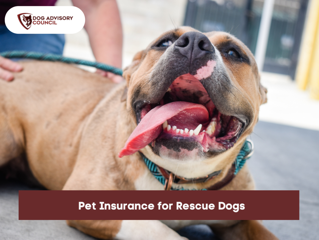 Pet Insurance for Rescue Dogs Dog Advisory Council