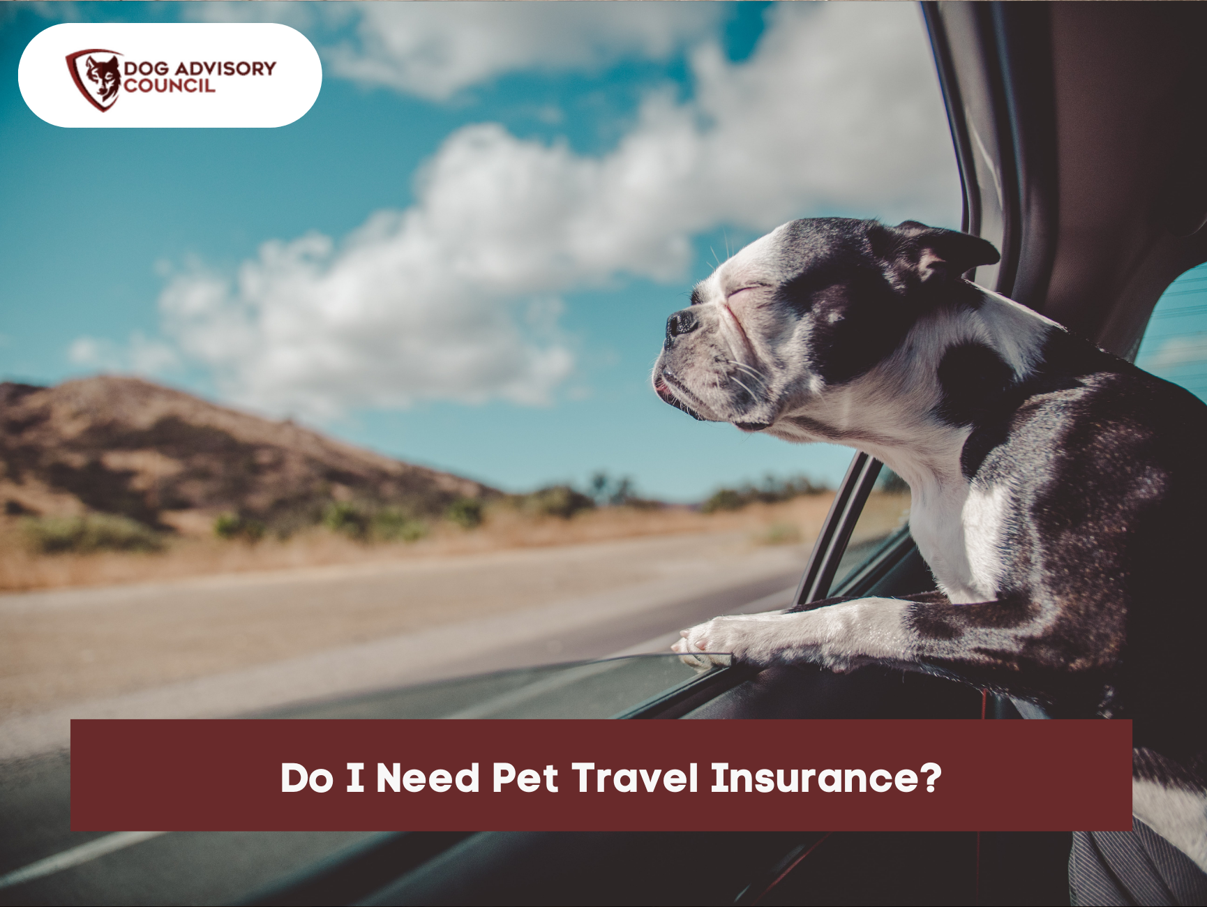 Pet Travel Insurance Do I Need It? Dog Advisory Council